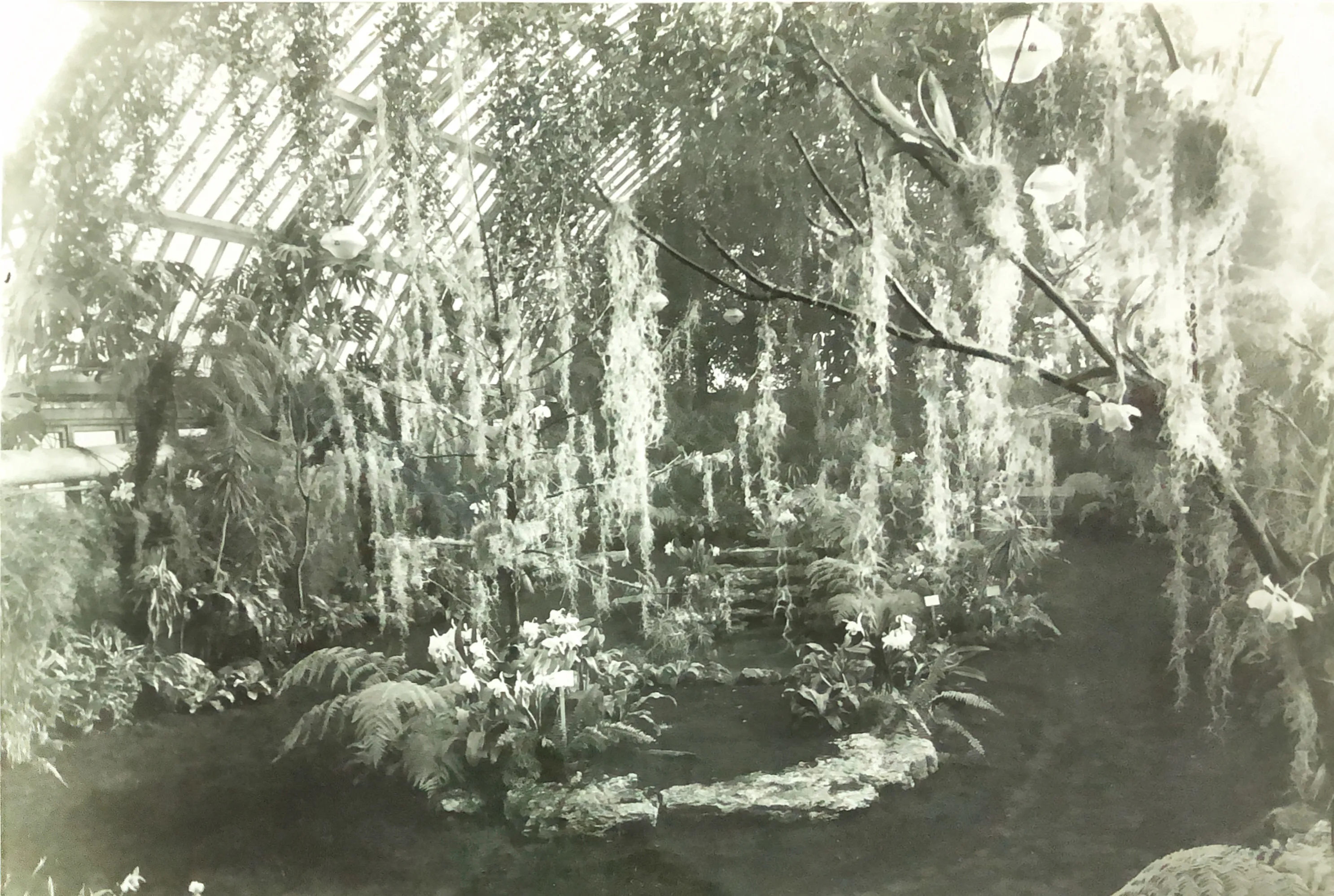 spanish moss dangles from the beams inside the conservatory